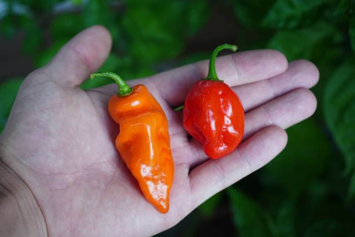 When to plant habanero seeds