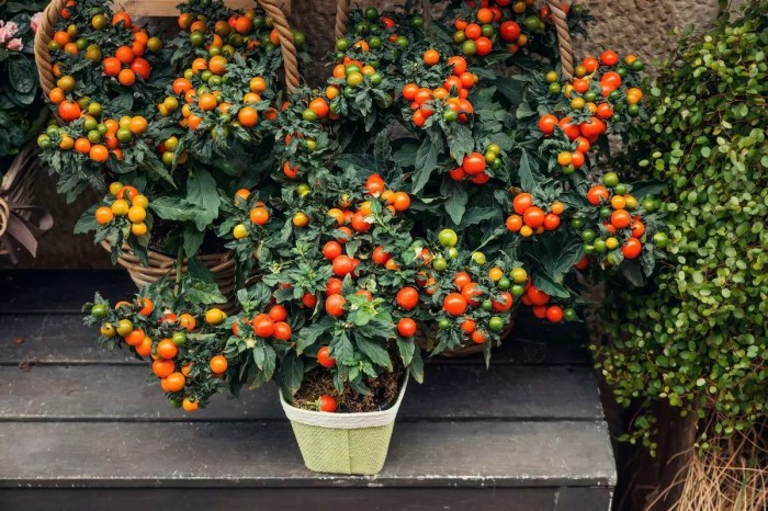 How many seeds for a tomato plant