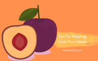 When to plant plum seeds