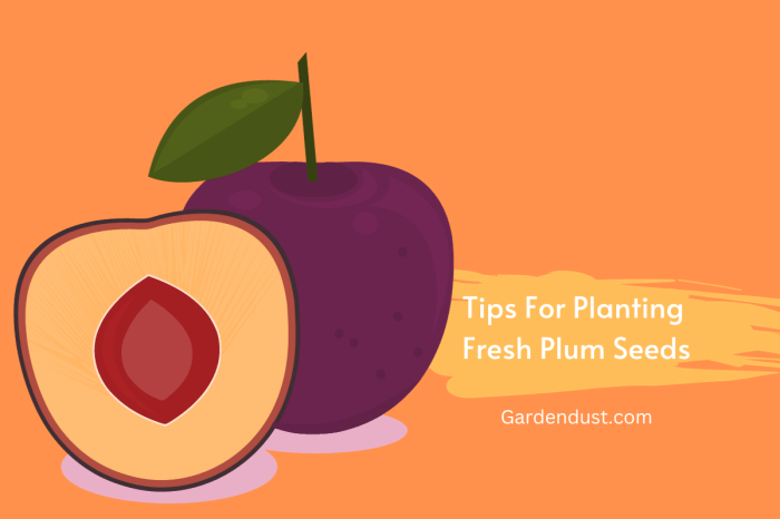 When to plant plum seeds