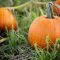 Can You Plant Pumpkin Seeds in November?