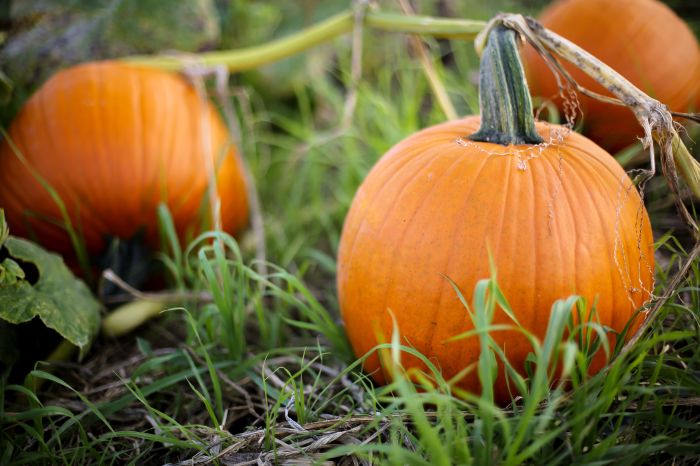 Can you plant pumpkin seeds in november