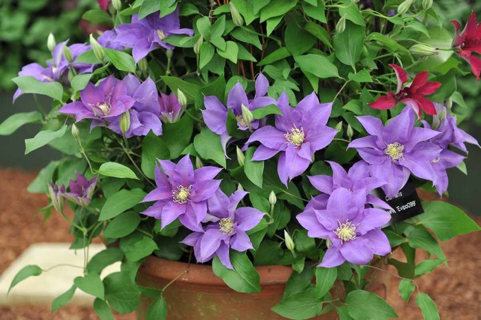 How deep to plant clematis seeds