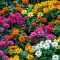 When to Plant Zinnia Seeds in Missouri