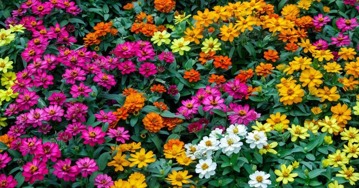 When to plant zinnia seeds in missouri