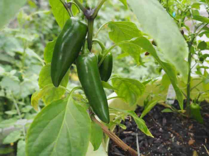 Can you plant jalapeno seeds from the pepper