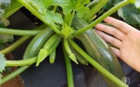 How deep do you plant zucchini seeds