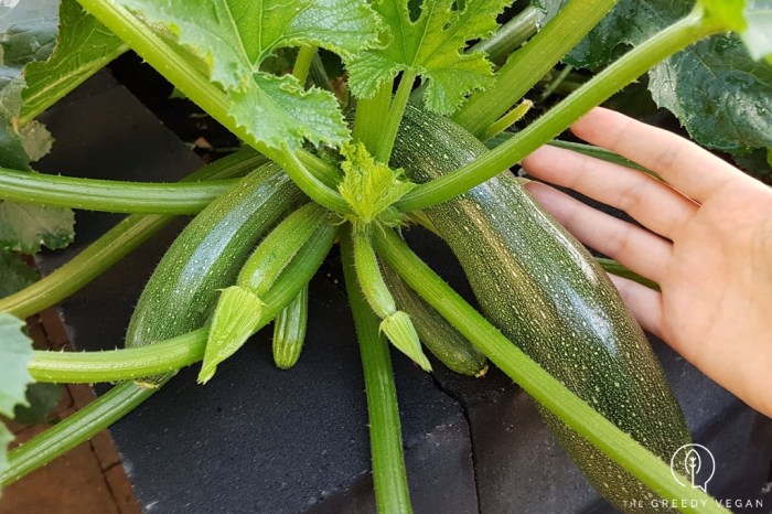 How deep do you plant zucchini seeds