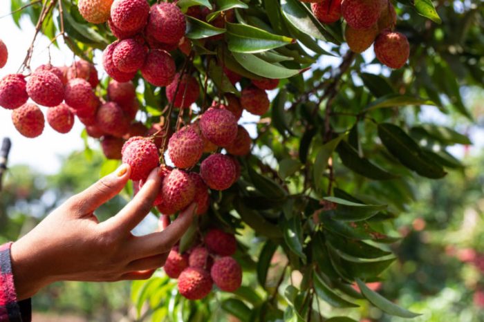 Can i plant a lychee seed