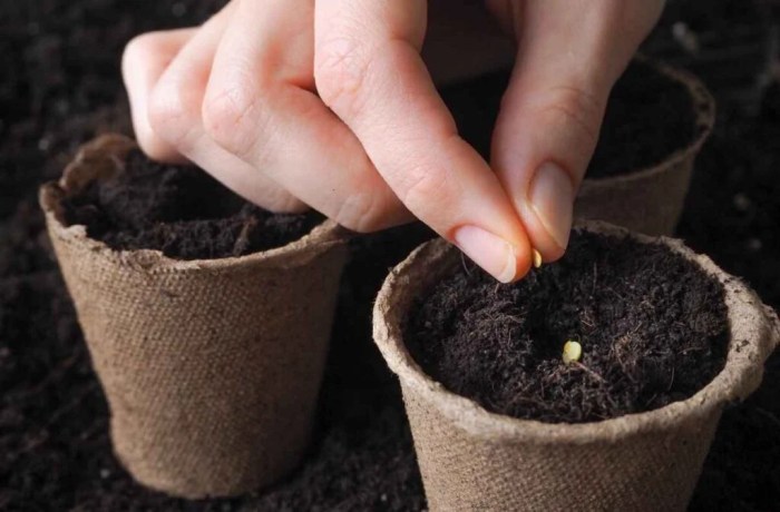 Tomatoes grow seed harvest