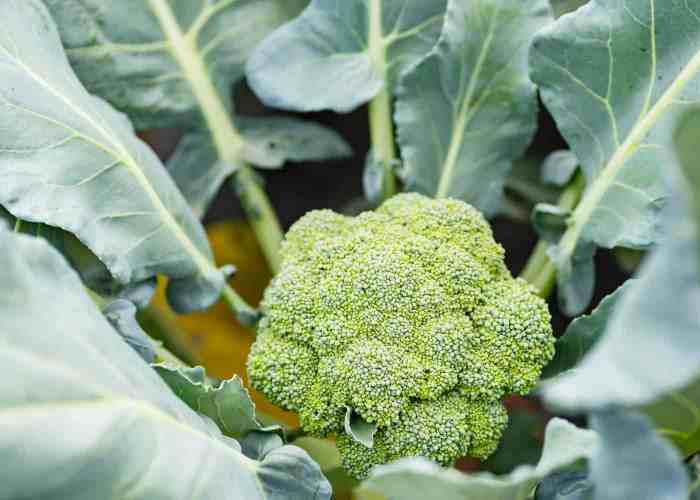 Broccoli seed grow