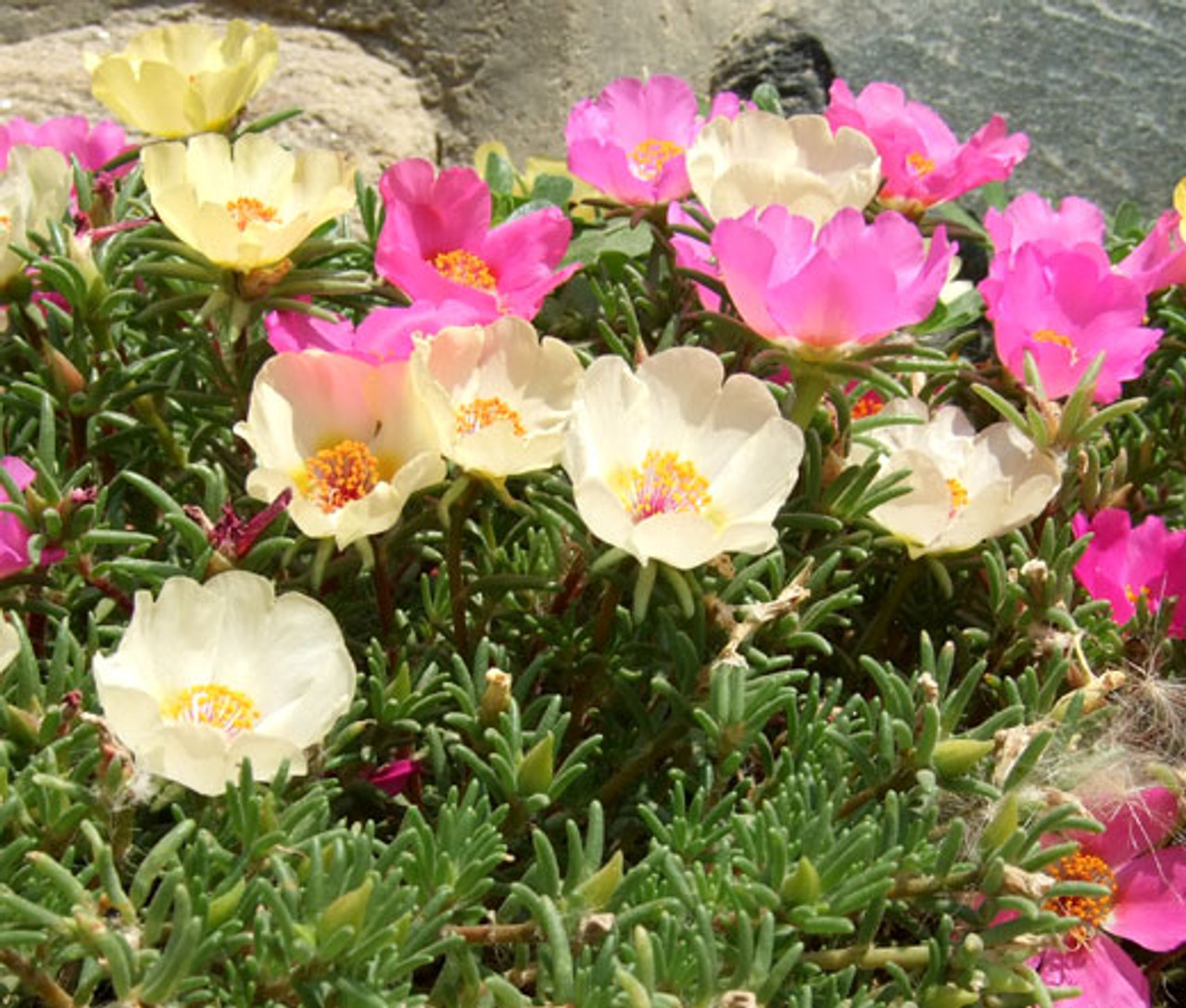 When to plant portulaca seeds