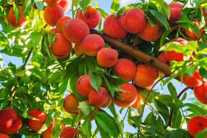 When to plant peach seed