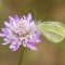 When to Plant Scabiosa Seeds