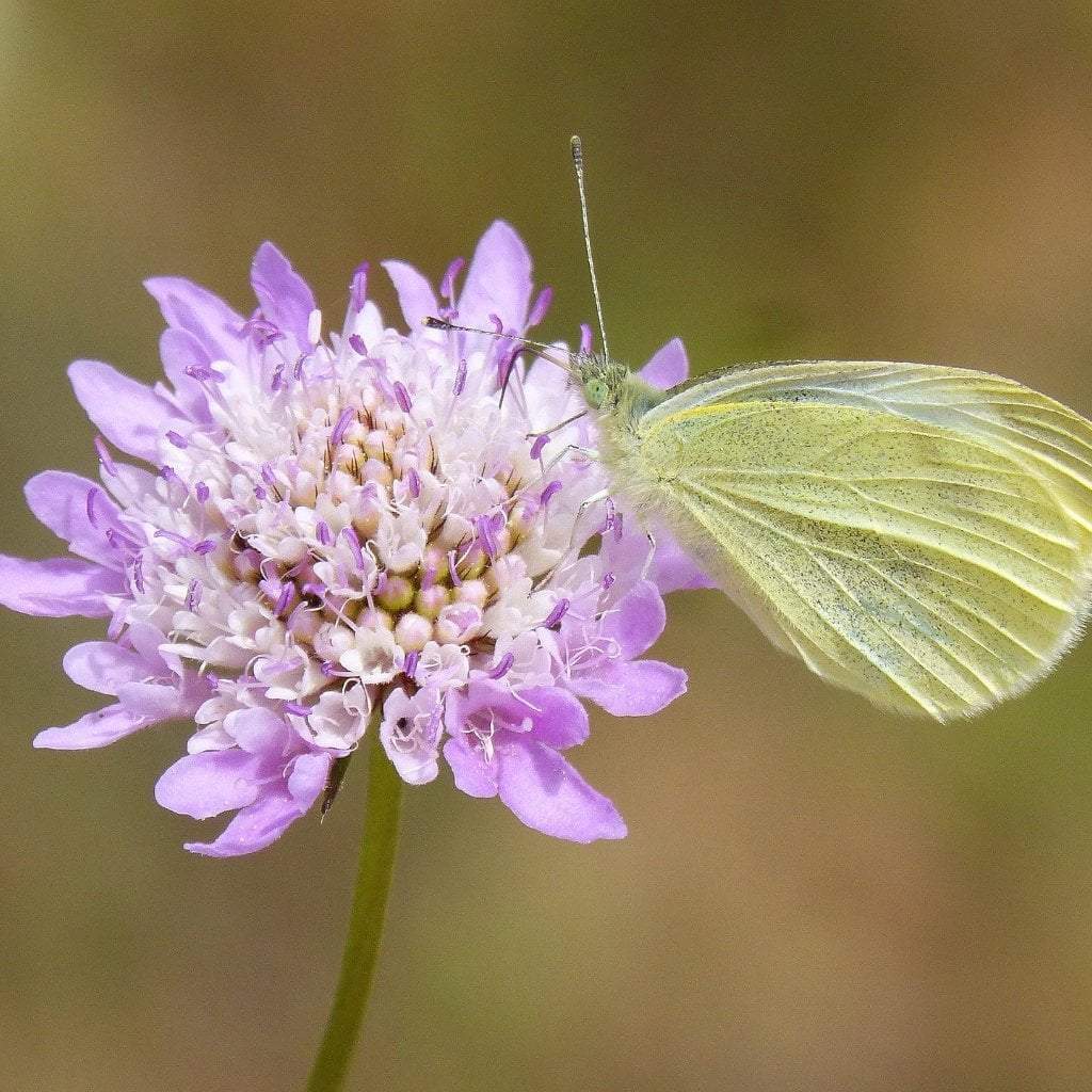 When to plant scabiosa seeds