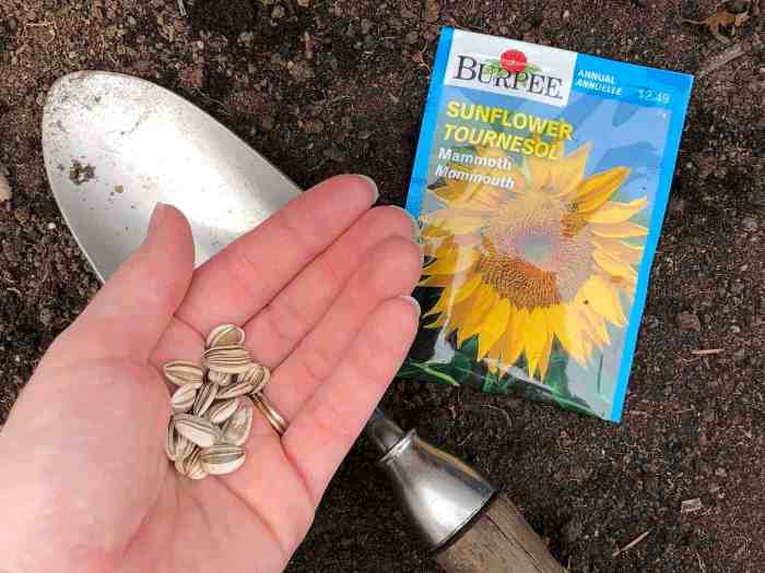 When to plant sunflower seeds in texas