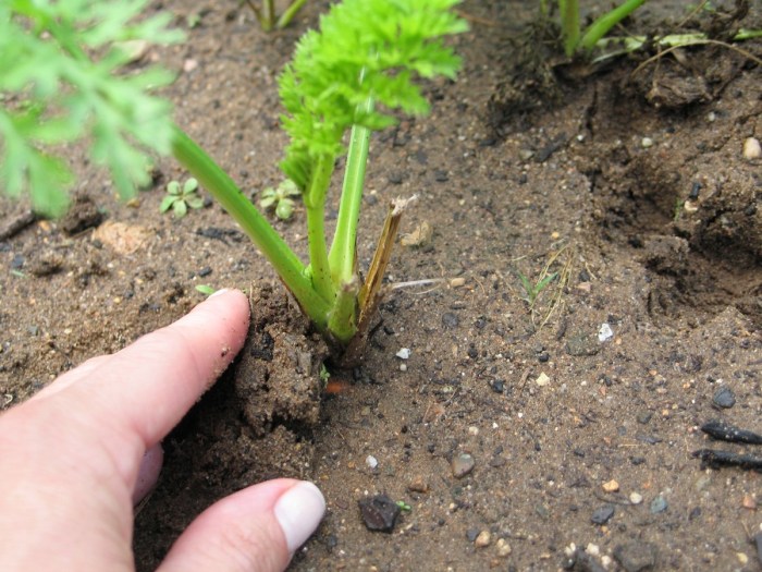 How deep to plant carrots seeds