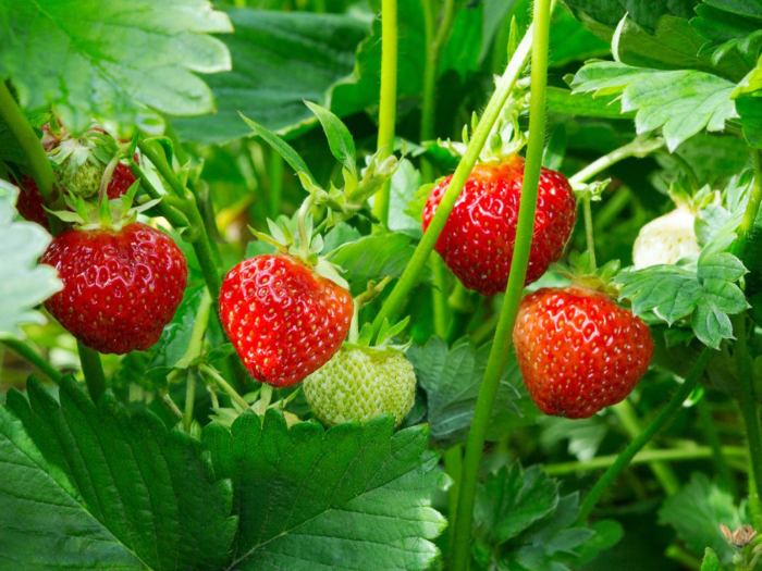 When to plant strawberries from seed