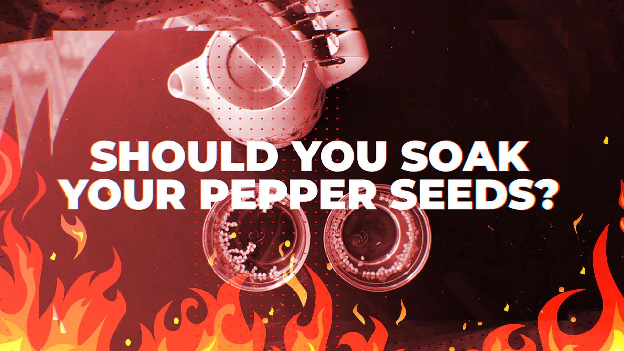 Do you soak pepper seeds before planting