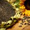 Can You Plant Sunflower Seeds in July?