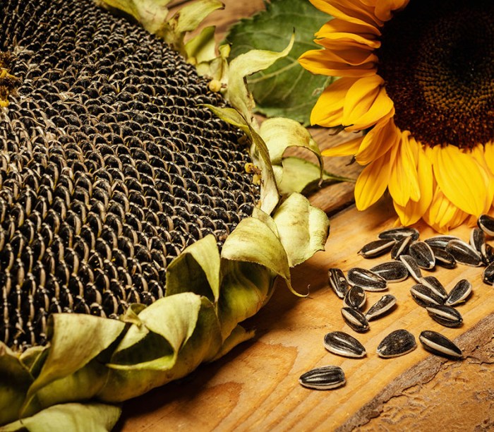 Can you plant sunflower seeds in july