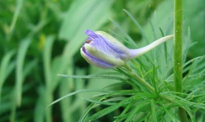 When to plant larkspur seeds in zone 7