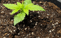 How deep to plant cannabis seed