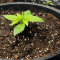 How Deep to Plant Cannabis Seeds