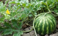 When to plant melon seeds