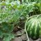 When to Plant Melon Seeds for Optimal Growth