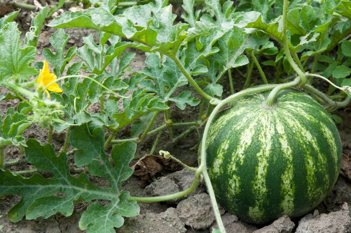 When to plant melon seeds