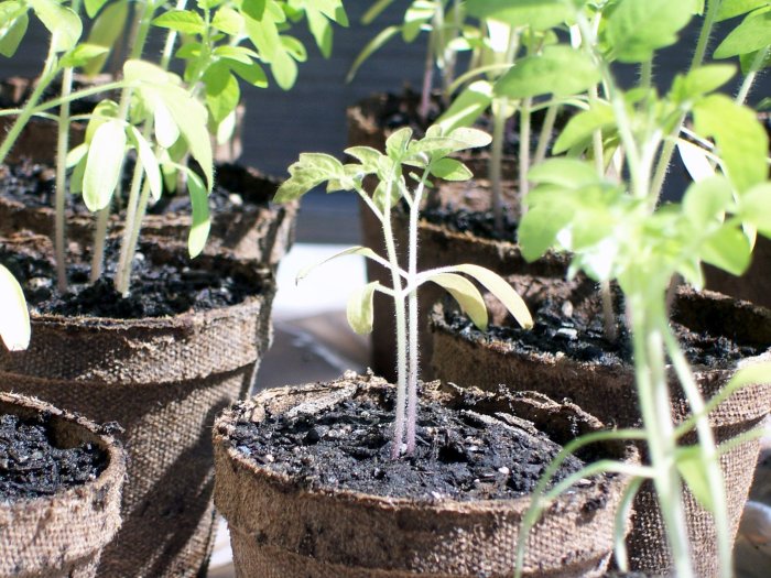 When to plant seeds for tomatoes