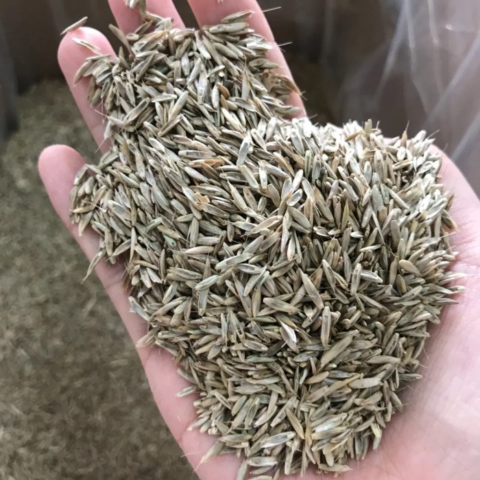 When to plant zoysia seed in georgia