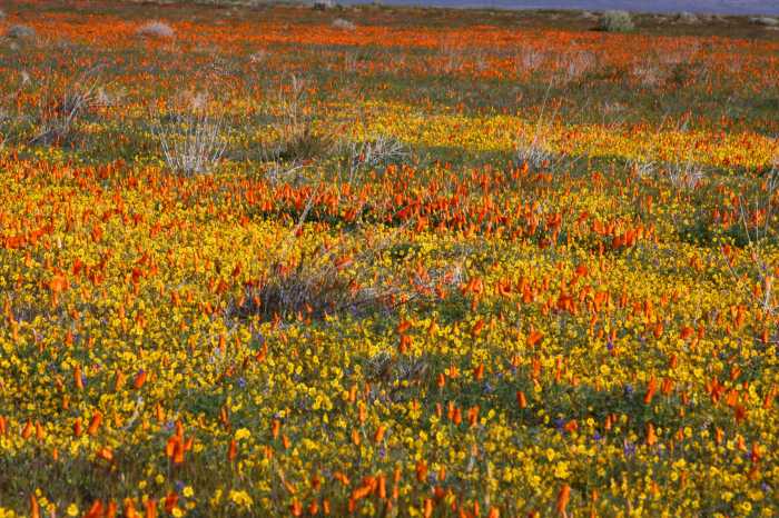 Can i plant wildflower seeds in april