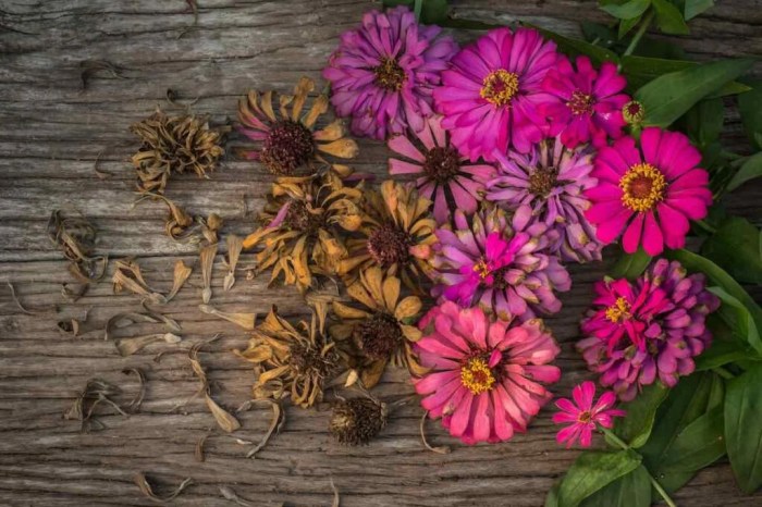 How deep do i plant zinnia seeds