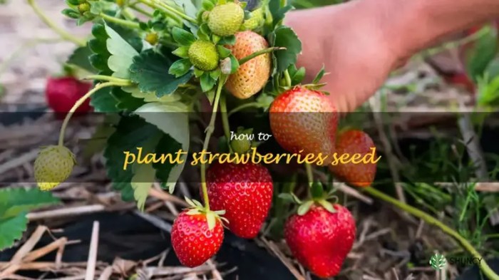 Can i plant strawberry seeds