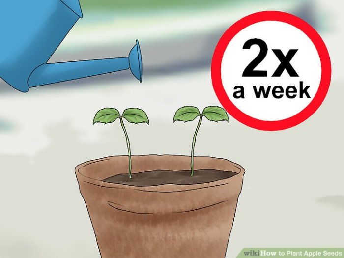 How many seeds to plant an apple tree