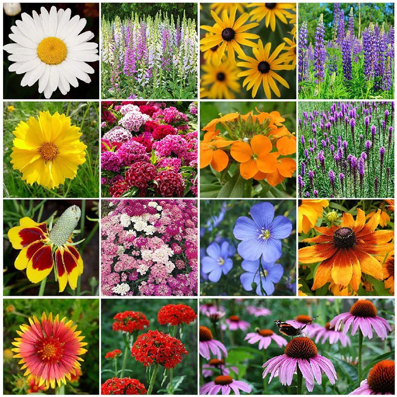 When to plant perennial wildflower seeds