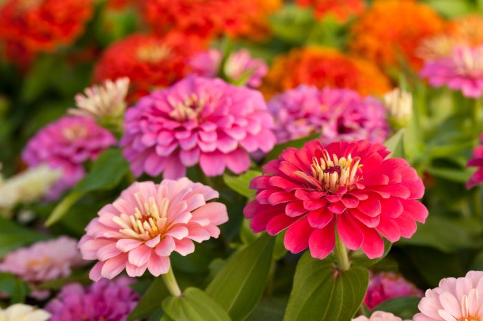 When to plant zinnia seeds in missouri