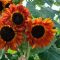 Can I Plant Sunflower Seeds in the Fall?