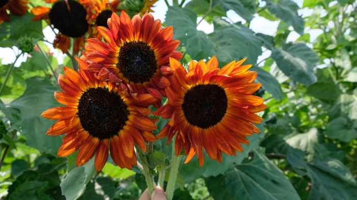 Can i plant sunflower seeds in the fall