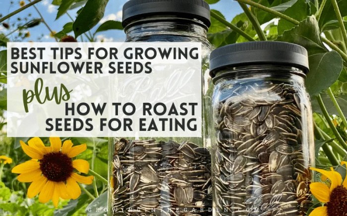 How deep should you plant sunflower seeds