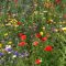 Can I Plant Wildflower Seeds in April?