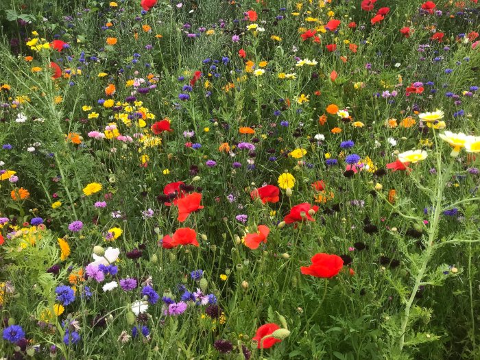 Can i plant wildflower seeds in april