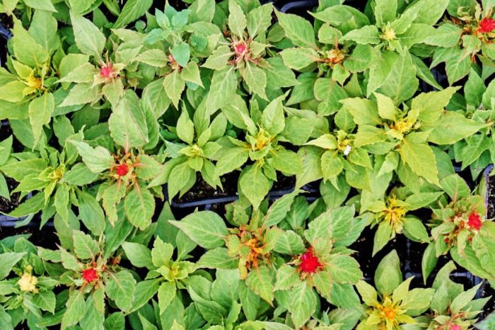 Celosia seed start seeds blooms ready step get