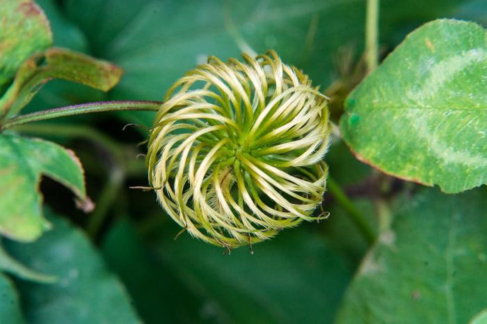 How deep to plant clematis seeds