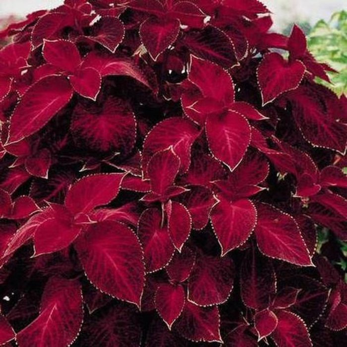 How deep to plant coleus seeds