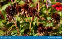 Can i plant coneflower seeds in the fall