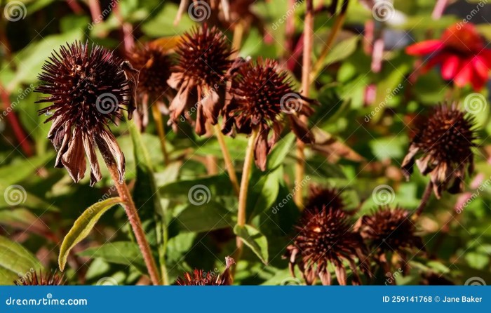 Can i plant coneflower seeds in the fall