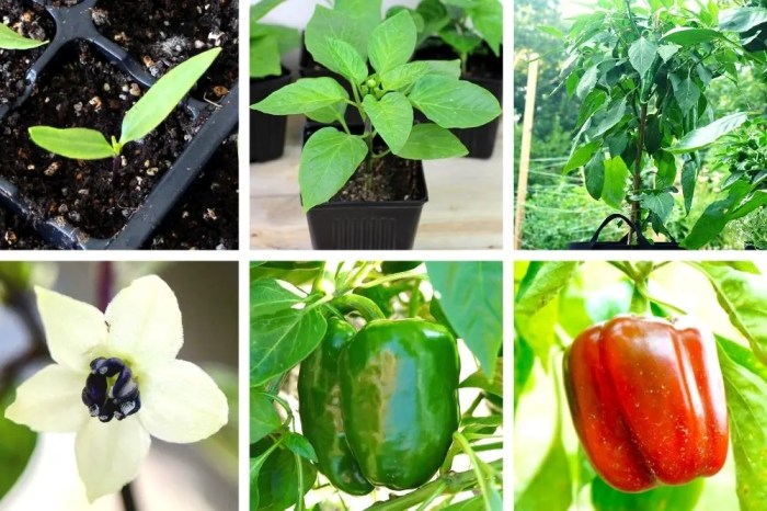 Can i plant bell pepper seeds